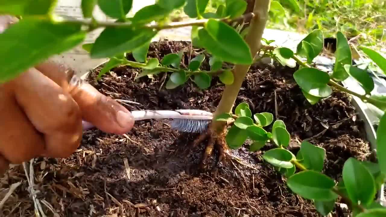 Diary bonsai || premna microphylla cultivation from used branches