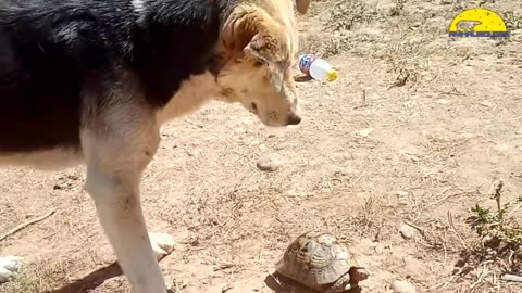 When A Dog Meets Turtle For The First Time This What Will Happen