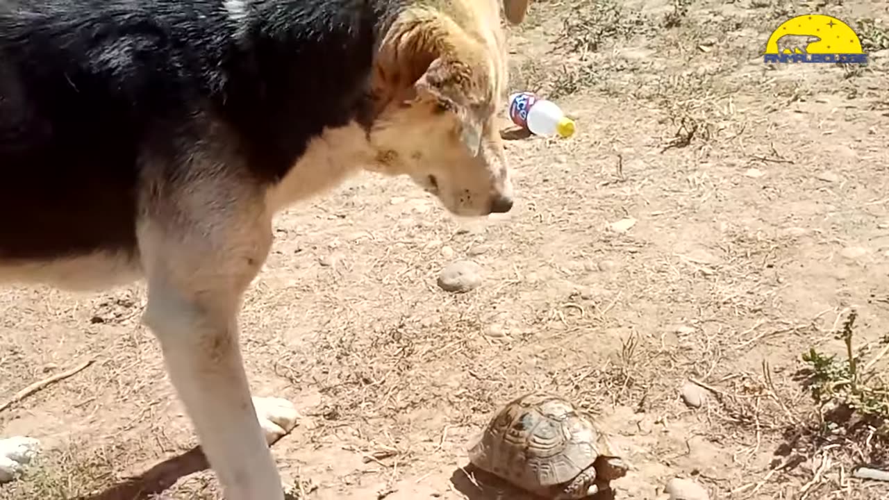 When A Dog Meets Turtle For The First Time This What Will Happen