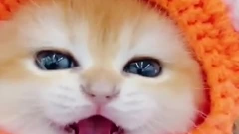 Cute 💕 cat 😺
