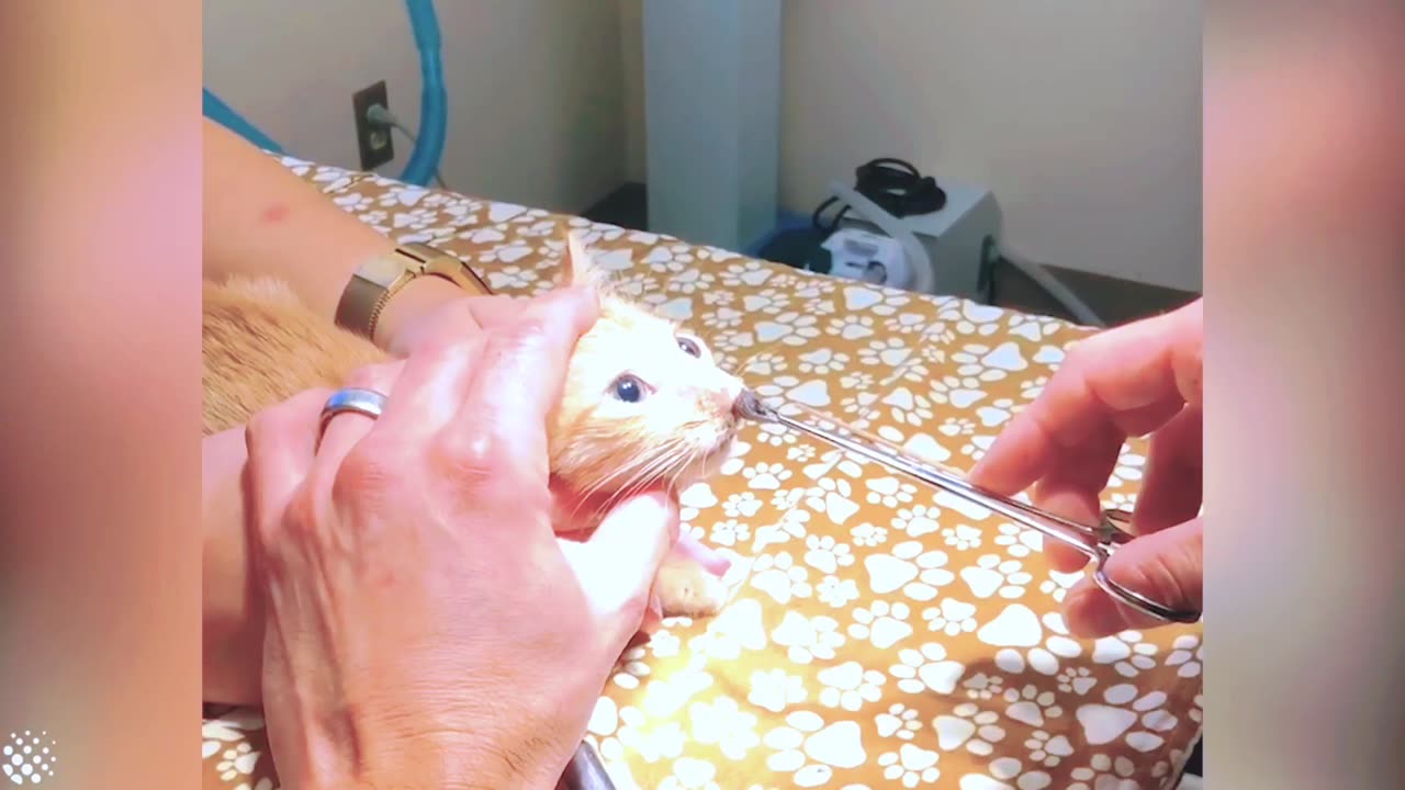 Veterinarians removed a huge parasite from the cat's nose.