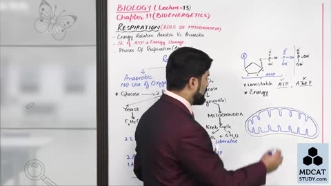 LEC#12 ROLES OF MITOCHONDRIA