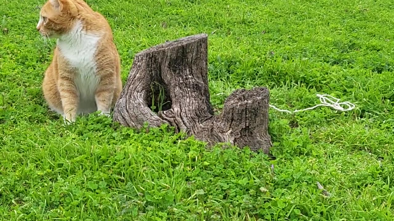 Don't mess with Texas Otis, apex predator