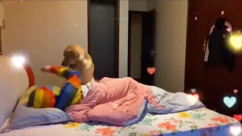 Cute and Funny Dogs Short Videos