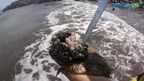 He crawl on the shore with hundred barnacles covered on his shell, desperate searching for help!