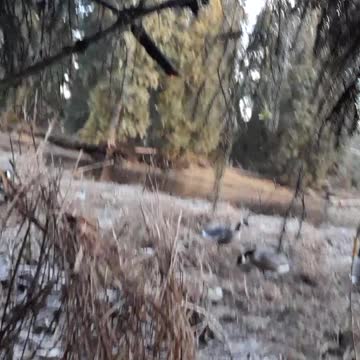 Duck hunt Thorne river