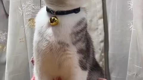 Smart Tik Tok Cats funny compilation