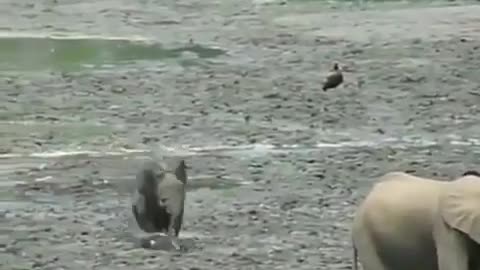 Elephant baby playing in water with birds