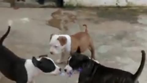 PIT BULL PUPPIES FIGHTING UGLY 2021