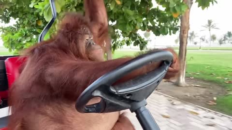 monkey drives golf cart