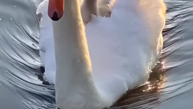 Two cygnets