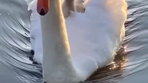 Two cygnets