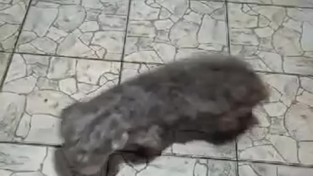 PERRO DANDO LAS VUELTITAS.. MANIPULADO CON RADIACION