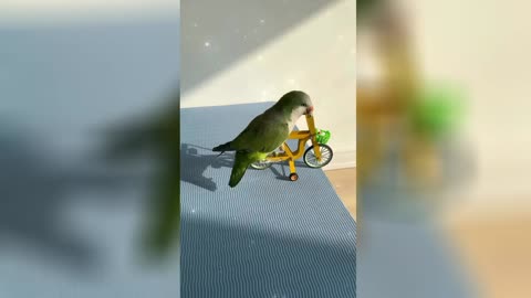 How Parrot Riding A Bike