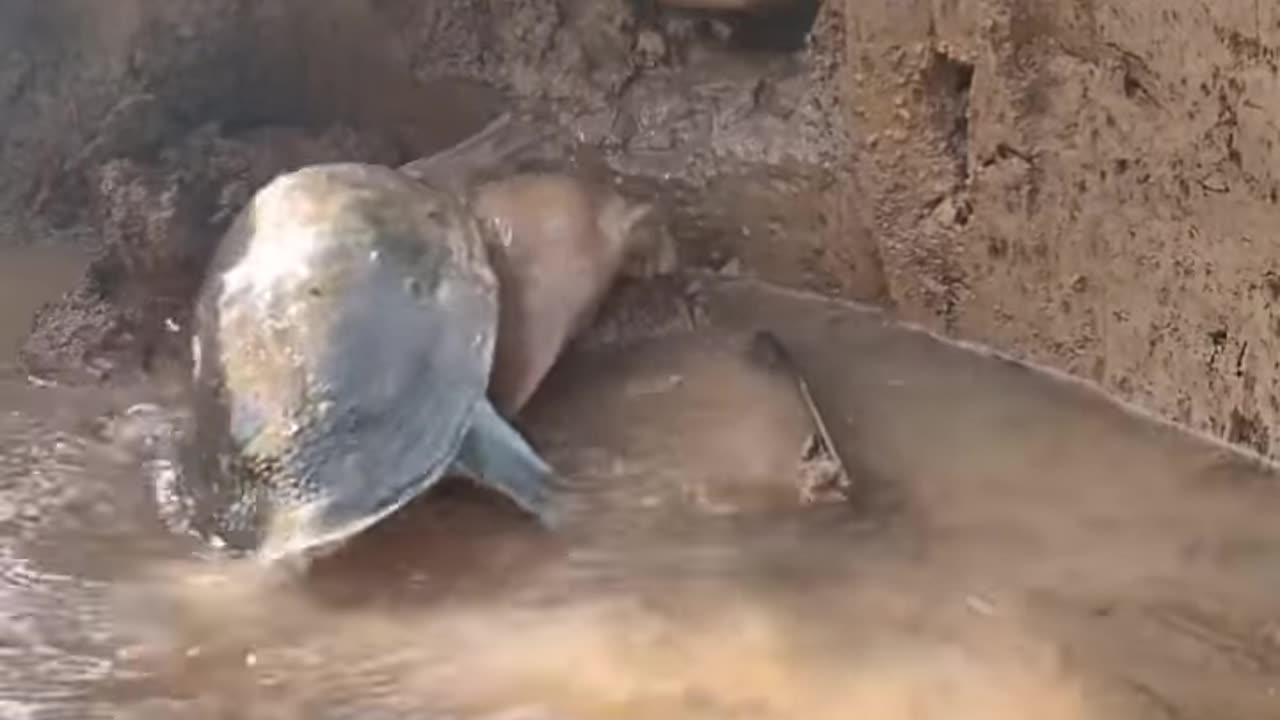 Increíble video 🐟 de pesca rural La mejor técnica 🐟 de pesca asiática #shorts