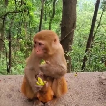 Monkey and Baby enjoying eating fruits