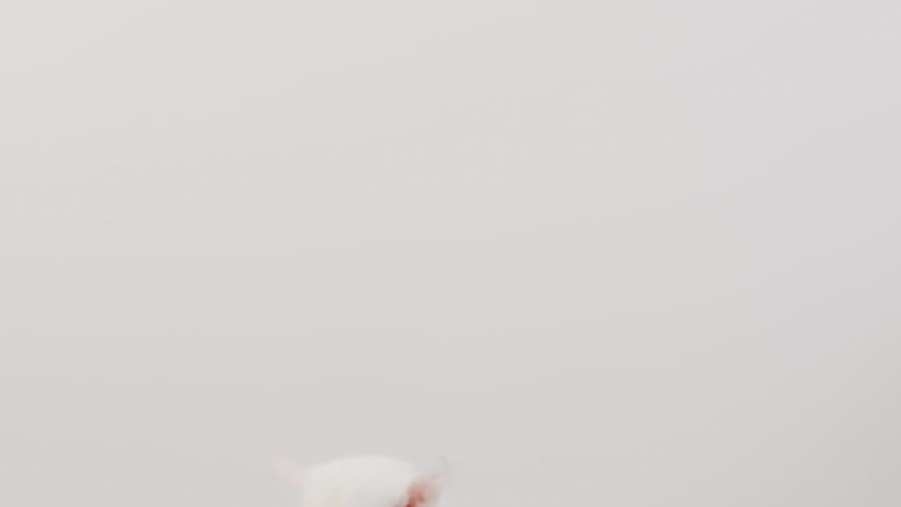 mouse