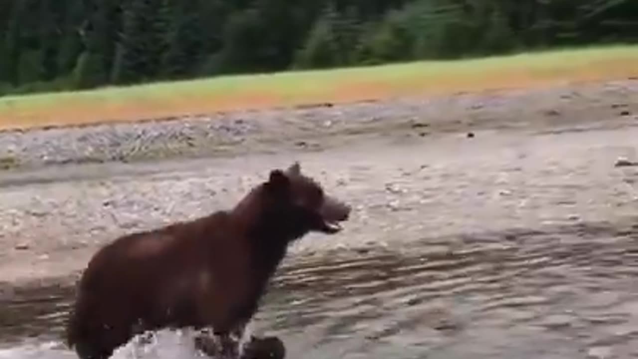 A charging bear cub