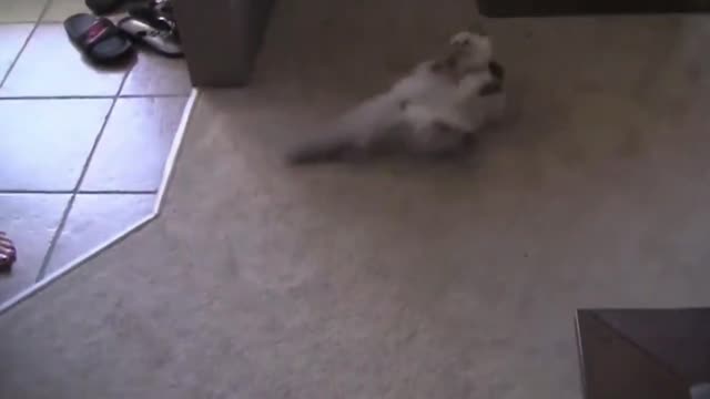 Cat Is Spinning On His Back Goes Wild | Funny Video