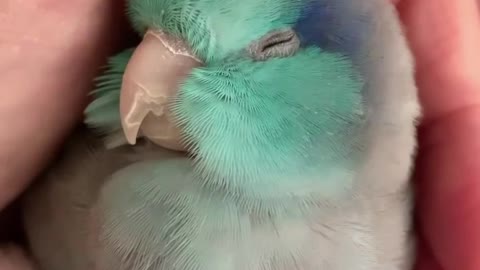 Cute Bird