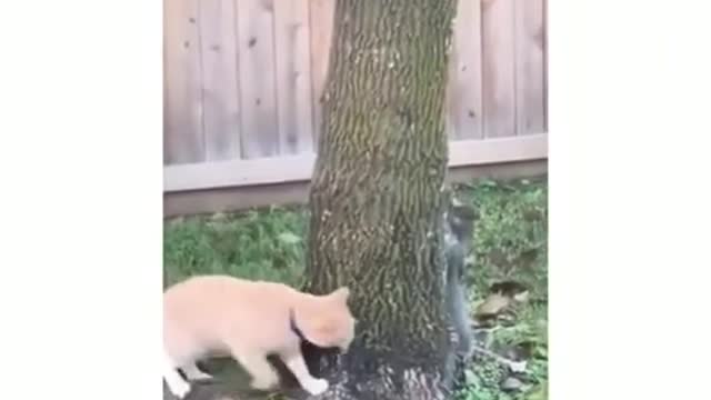 squirrel cat game