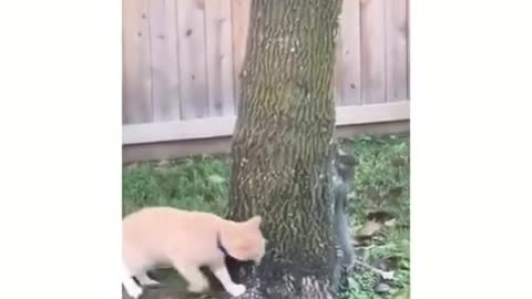 squirrel cat game