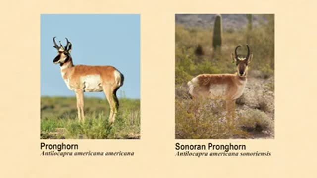 Cabeza Prieta NWR_ Saving the Sonoran Pronghorn_1