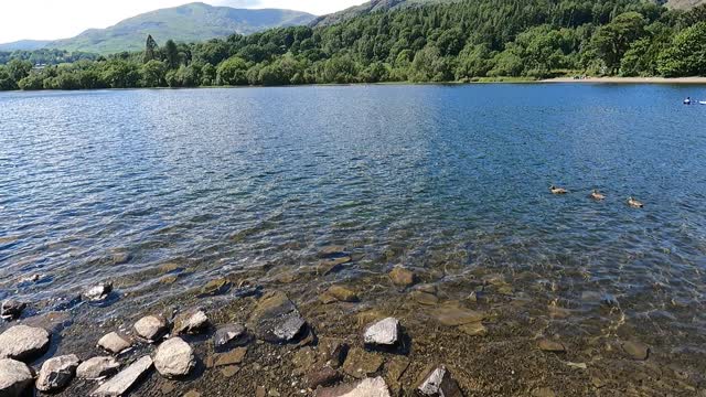 Duck at Coniston lake. GoPro