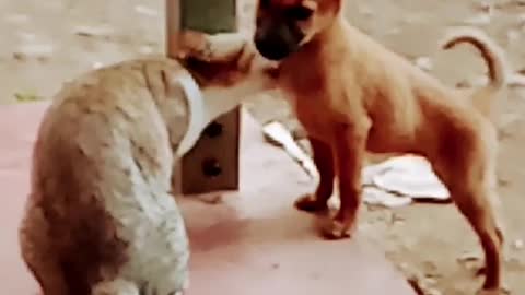 Cat and dog funny moments