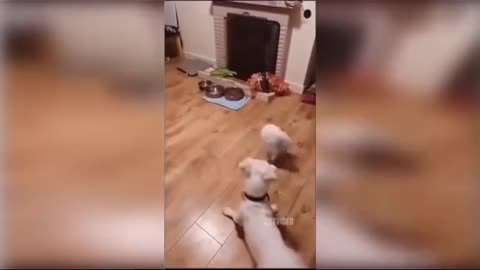 Funniest Animals Videos🐶 - Best Cats😂 and Dogs 😹Videos 2022!