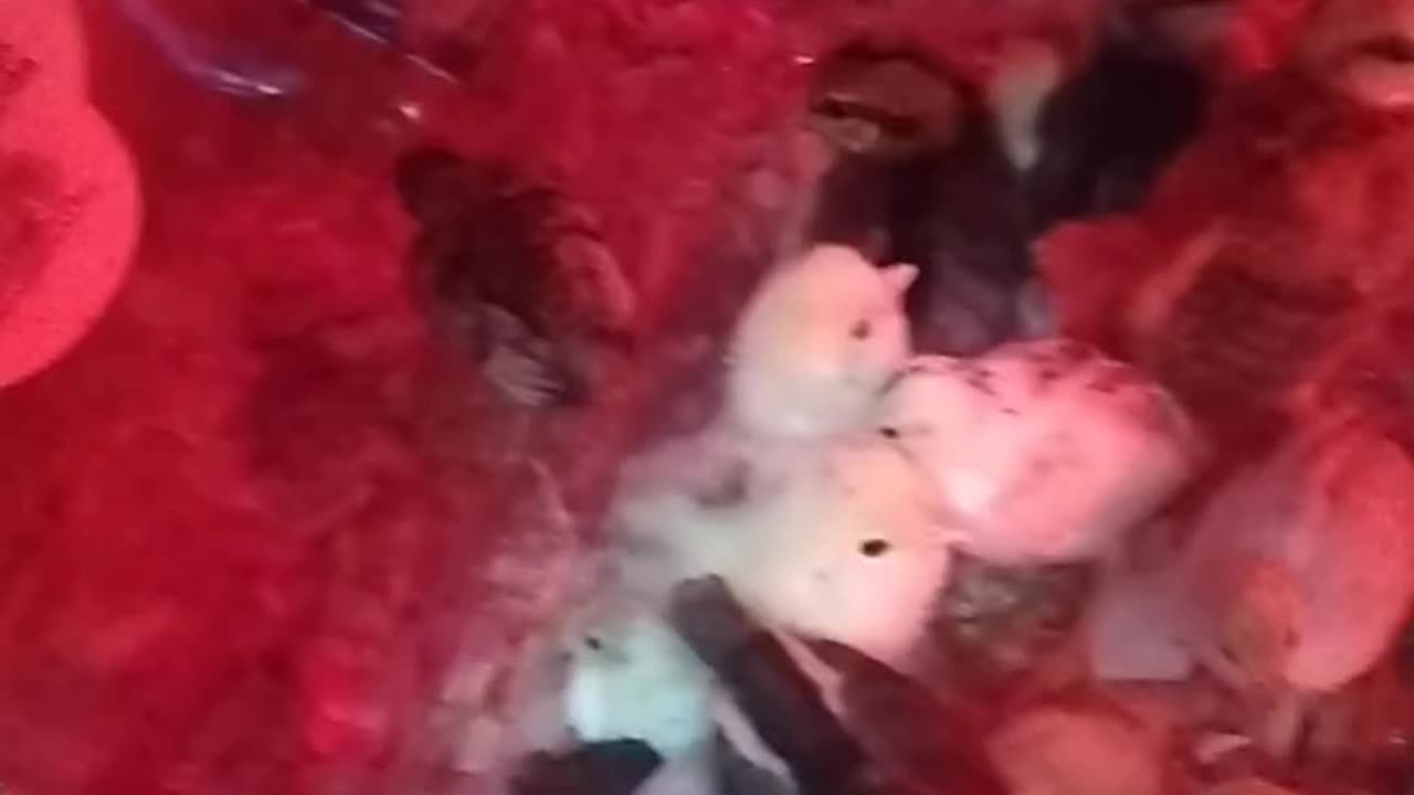 Baby Chicks and Quailets Galore 🥰🐣🐥