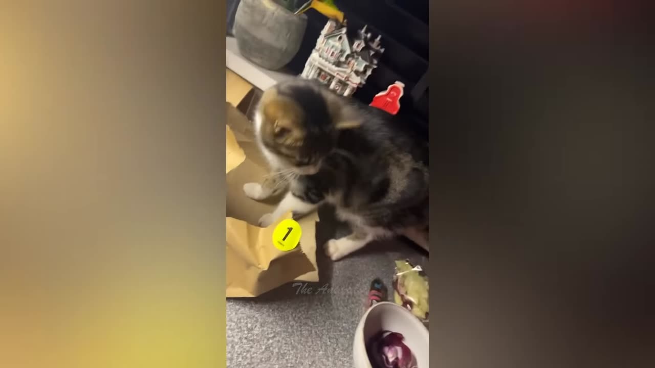 Funny animals video: video will actually make you laugh