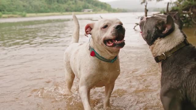 Two Dogs Playing In The River Water