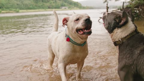Two Dogs Playing In The River Water