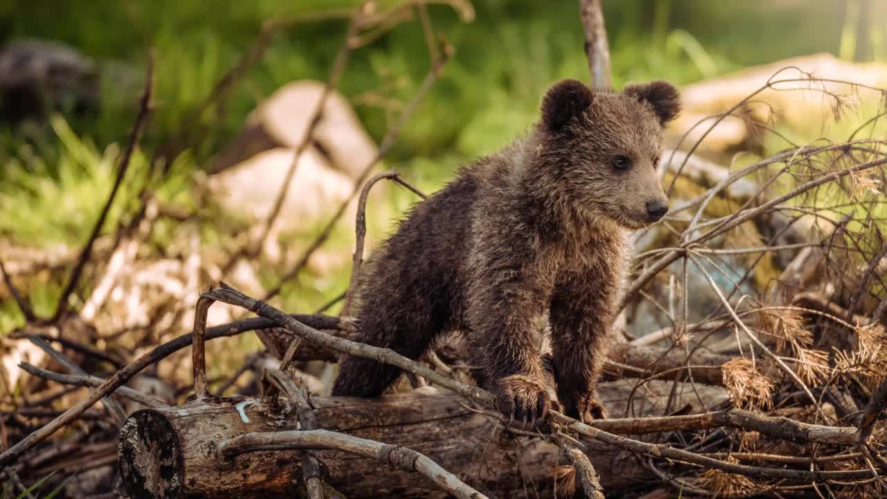 sound of the baby bear