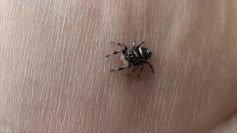 Feeding my ADORABLE jumping spiders! Phidippus regius Update-4