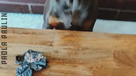 Funniest Dog Vines