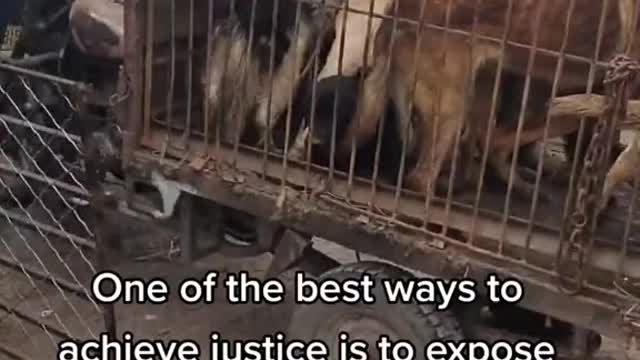 China dog meat trade