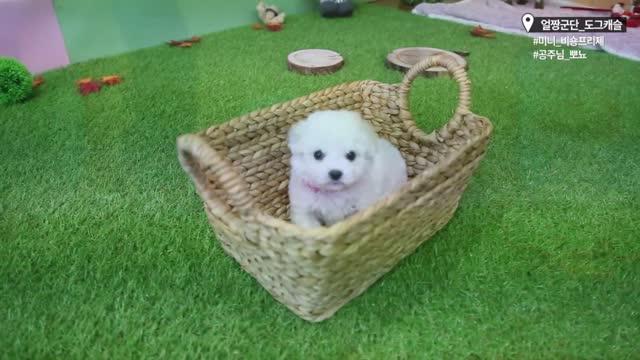 Doll Face Cute White Bichon ) - Teacup Puppies