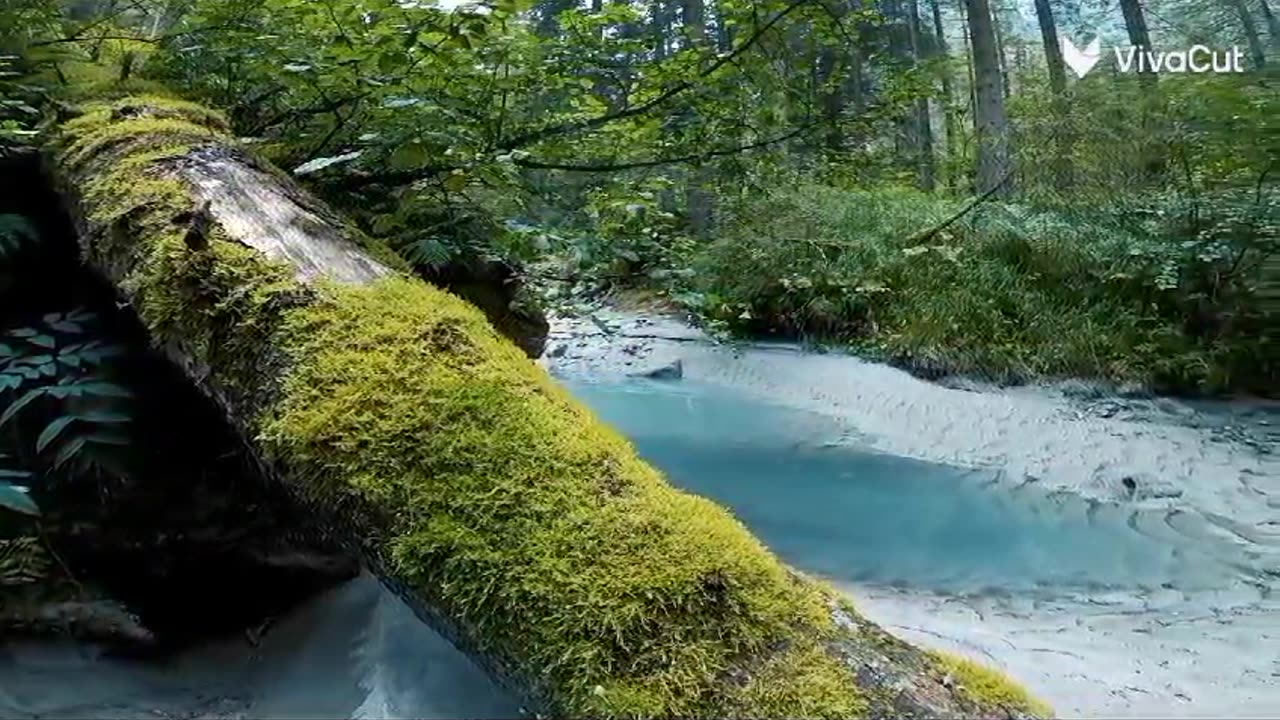 nature #4