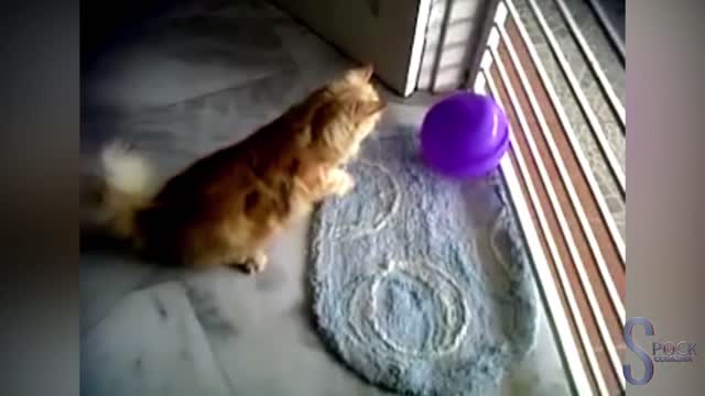 funny and very cute kittens having fun with balloons