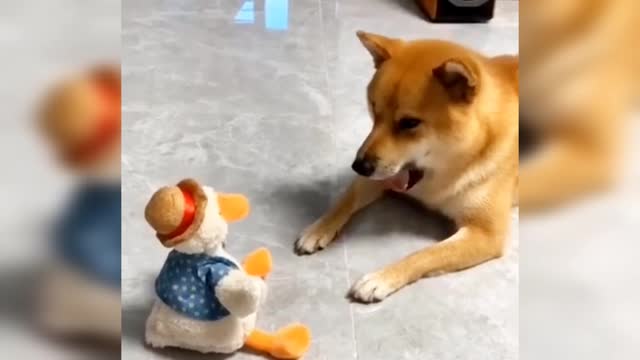 Funny Cute dog and doll duck fight with playing funny animal viral video clip 😂😂