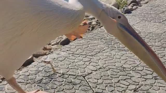 The pelican