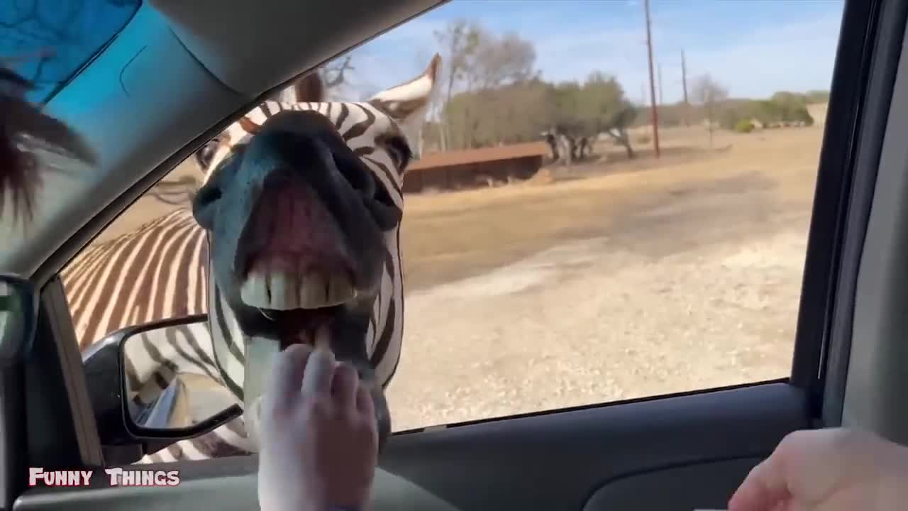 funny dog and cat videos