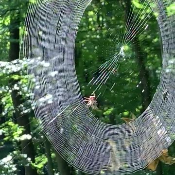 This Weeks WTF Is That?