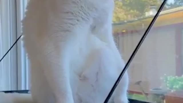 Cute Cat | Cute Pets Funny Animals Compilation #shorts #24