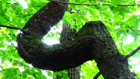 Twisted Tree