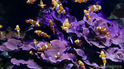 underwater paradise view