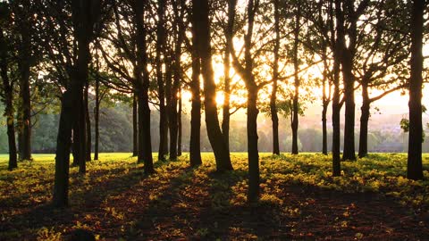 View Of Sunset Between Forest Trees