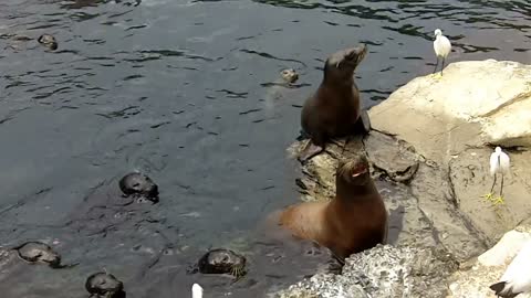 Sea Lions